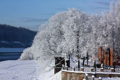 Snow covered plants against sky