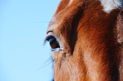 Close-up of horse against sky