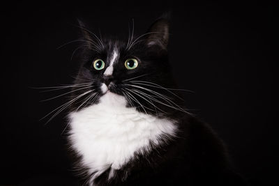 Portrait of cat against black background