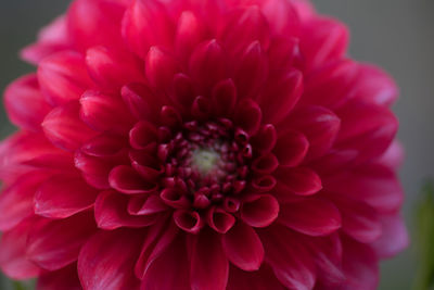 Close-up of pink dahlia blooming outdoors