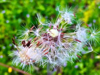 Close-up of dandelion