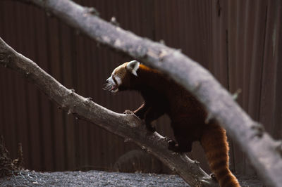 Monkey on branch