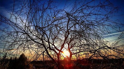 Low angle view of bare trees against sky at sunset