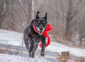 Black dog running on snow