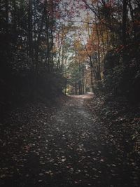 Trees in forest during autumn