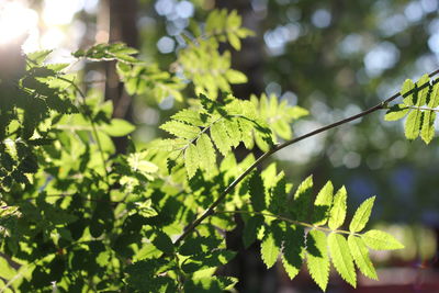 Low angle view of leaves on tree during sunny day