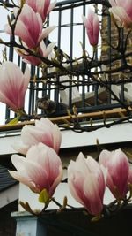 Close-up of pink orchid blooming outdoors