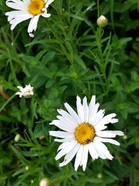 Close-up of white daisy flowers