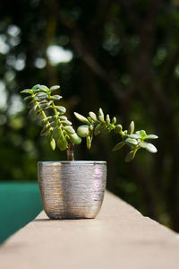 Close-up of potted plant on table