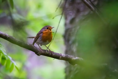 Close-up of bird perching on branch