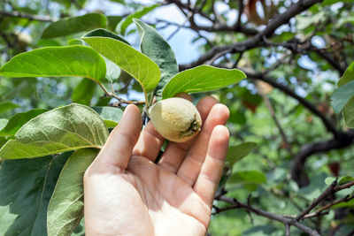 Hand farmer with yellow ripening hairy quince