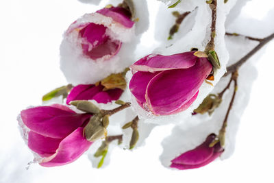 Close-up of pink roses against white background