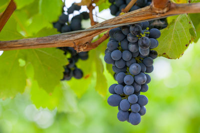 Close-up of grapes growing in vineyard