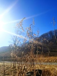 Plants on field against blue sky