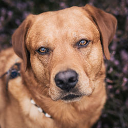 Close-up portrait of dog on field