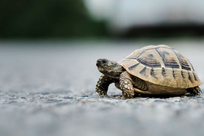 Close-up of a turtle