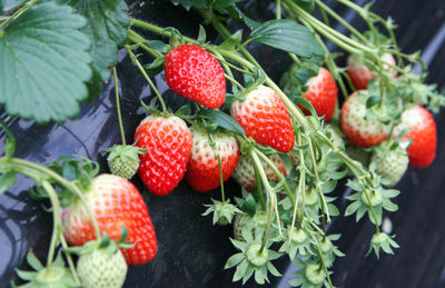 Close-up of strawberries