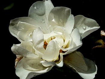 Close-up of flower against black background