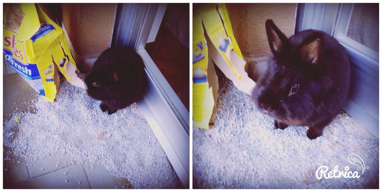 My rabbit so addorable.....<3