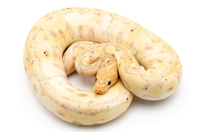 High angle view of a lizard on white background