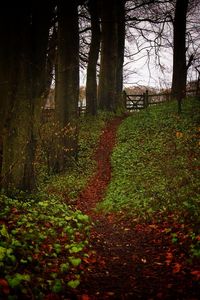 Trees in forest