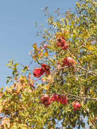 Low angle view of red berries on tree