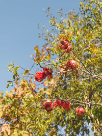 Low angle view of red berries on tree