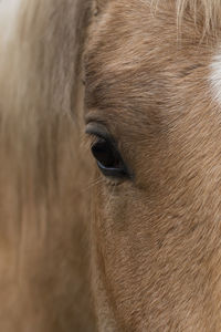 Close-up of horse