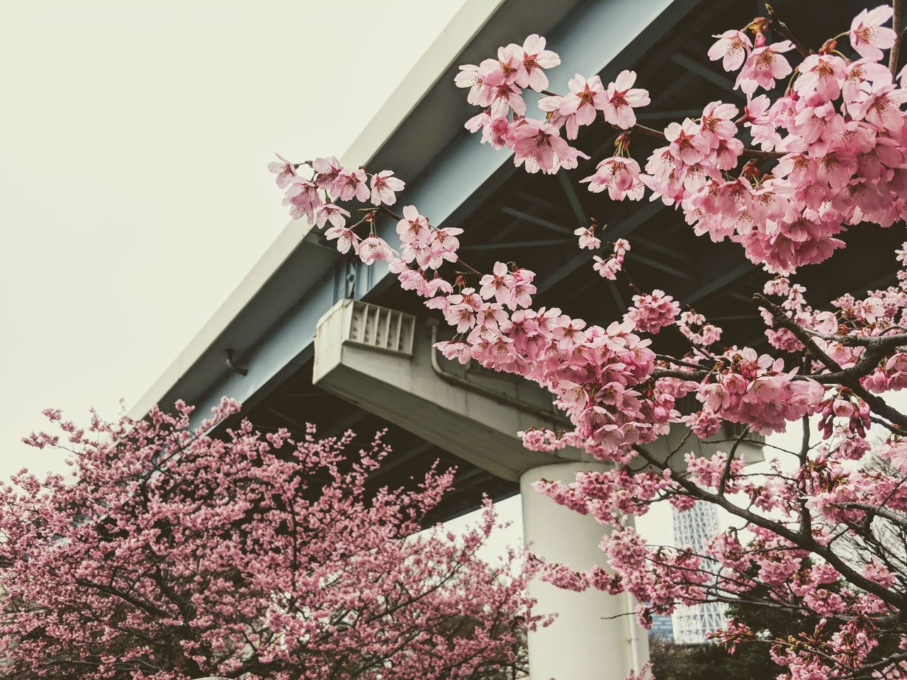 PINK FLOWERS BLOOMING ON TREE