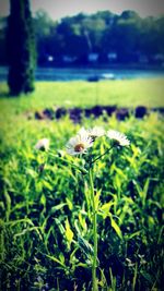 Close-up of plant growing on field