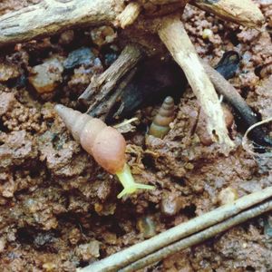 Close-up of mushroom