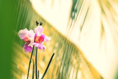 Close-up of pink orchids