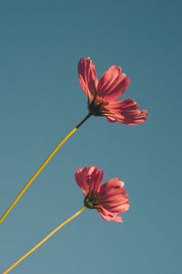 Low angle view of pink cosmos against blue sky
