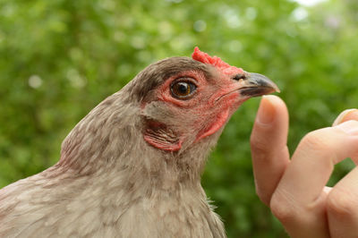 Close-up of a hand holding a bird