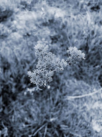 Close-up of frozen plant