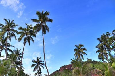 Low angle view of coconut palm trees against blue sky