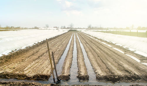 Watering rows of carrot plantations in an open way. heavy copious irrigation after sowing seeds