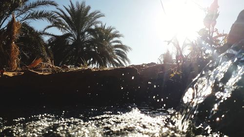 Palm trees on beach against sky on sunny day