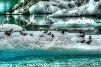 Group of birds in water