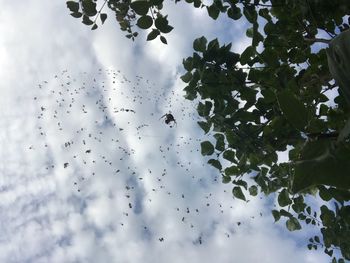 Low angle view of birds against sky