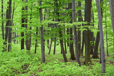 View of trees in forest