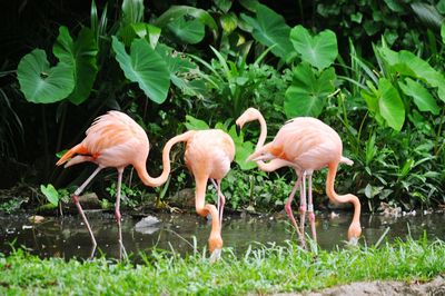 Flamingoes in pond by plants