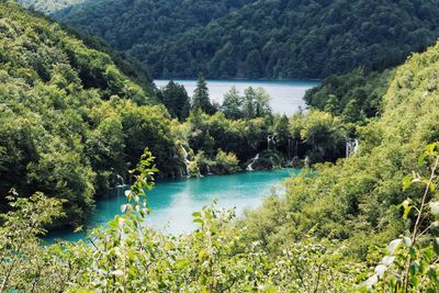 Scenic view of lake amidst trees in forest