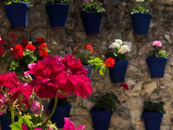 Close-up of potted plant