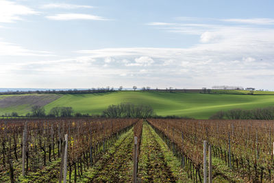 Scenic view of vineyard against sky