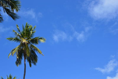 Low angle view of palm tree against blue sky