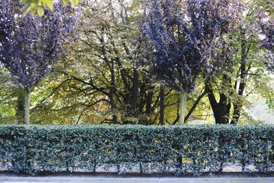 Trees and plants in park