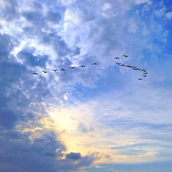 Low angle view of bird flying against cloudy sky