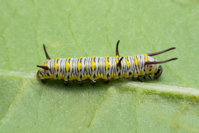 Close-up of insect