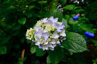 Close-up of purple hydrangea flowers